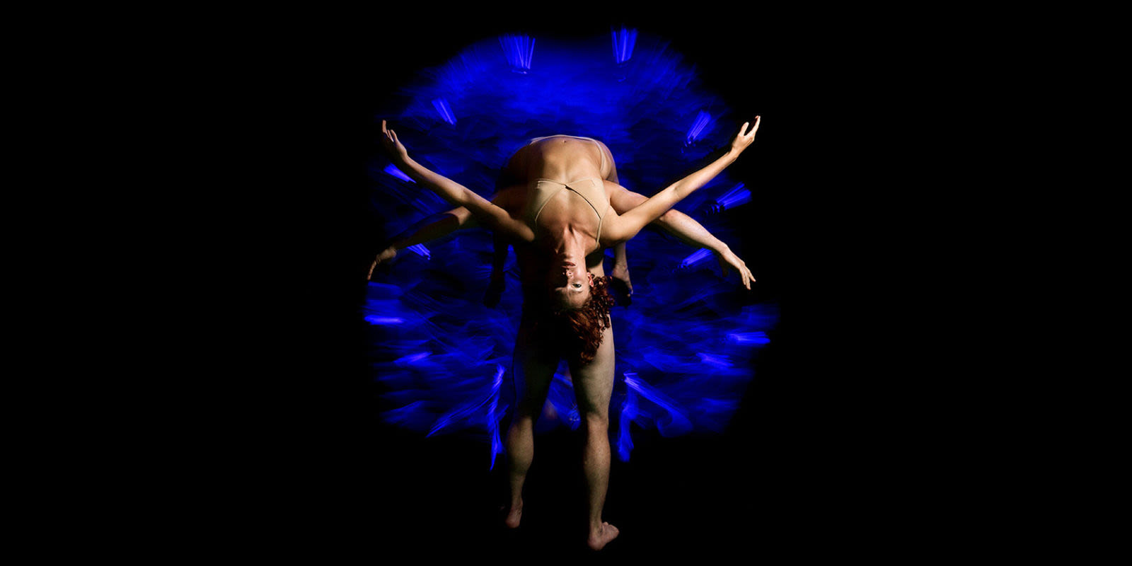 Pilobolus