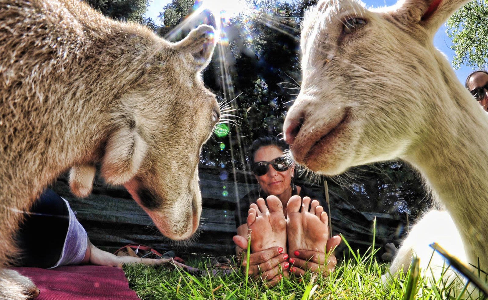 Rocky Mountain Goat Yoga in Boulder, at Rocky Mountain Goat Yoga