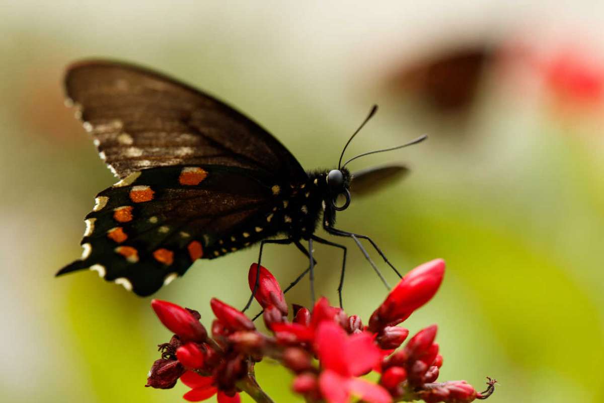 Butterfly Pavilion in Los Angeles at Natural History Museum of