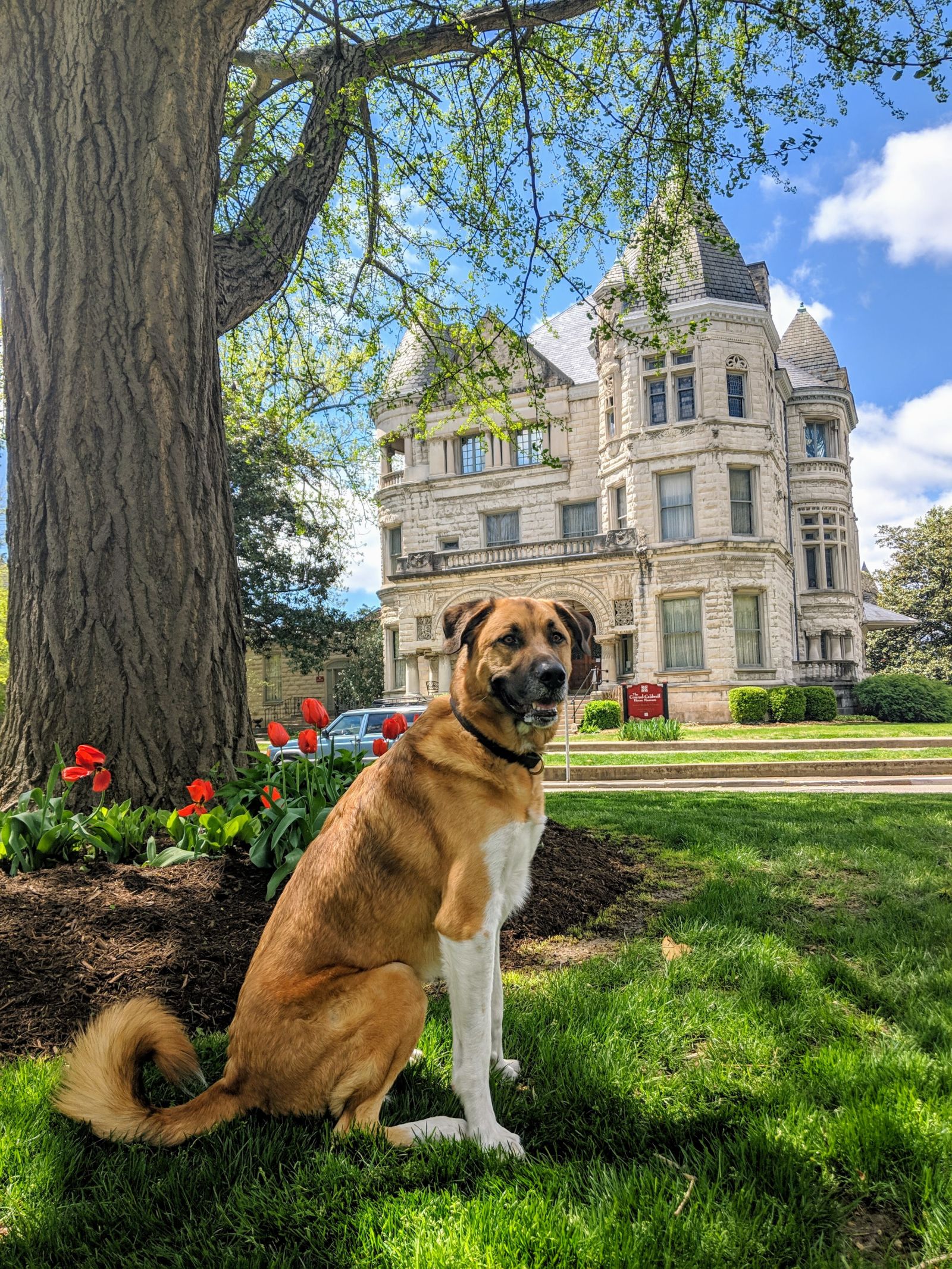 Explore Old Louisville with the best dog in Louisville at Central