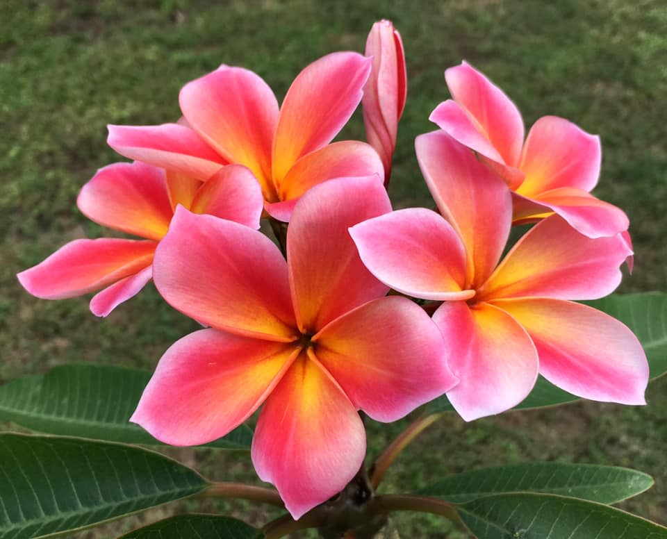 San Antonio Plumeria Sale in San Antonio at The Point Park & Eats