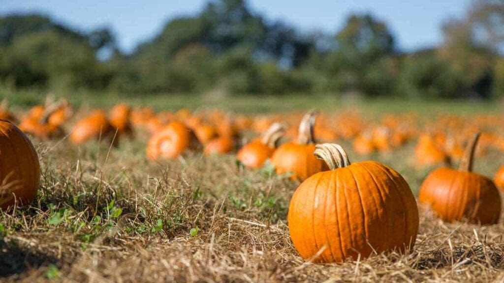 South Texas Maize Pumpkin Patch in Hondo at Graff 7A Ranch