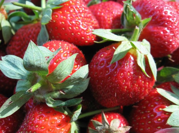 Strawberry Festival in Nashville at Centennial Park Dayton, TN