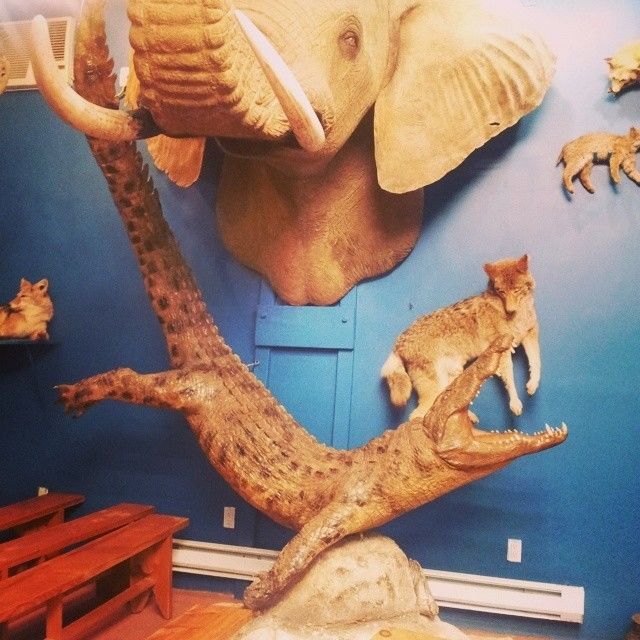 Torah Animal World Taxidermy Museum Field Trip in Brooklyn at