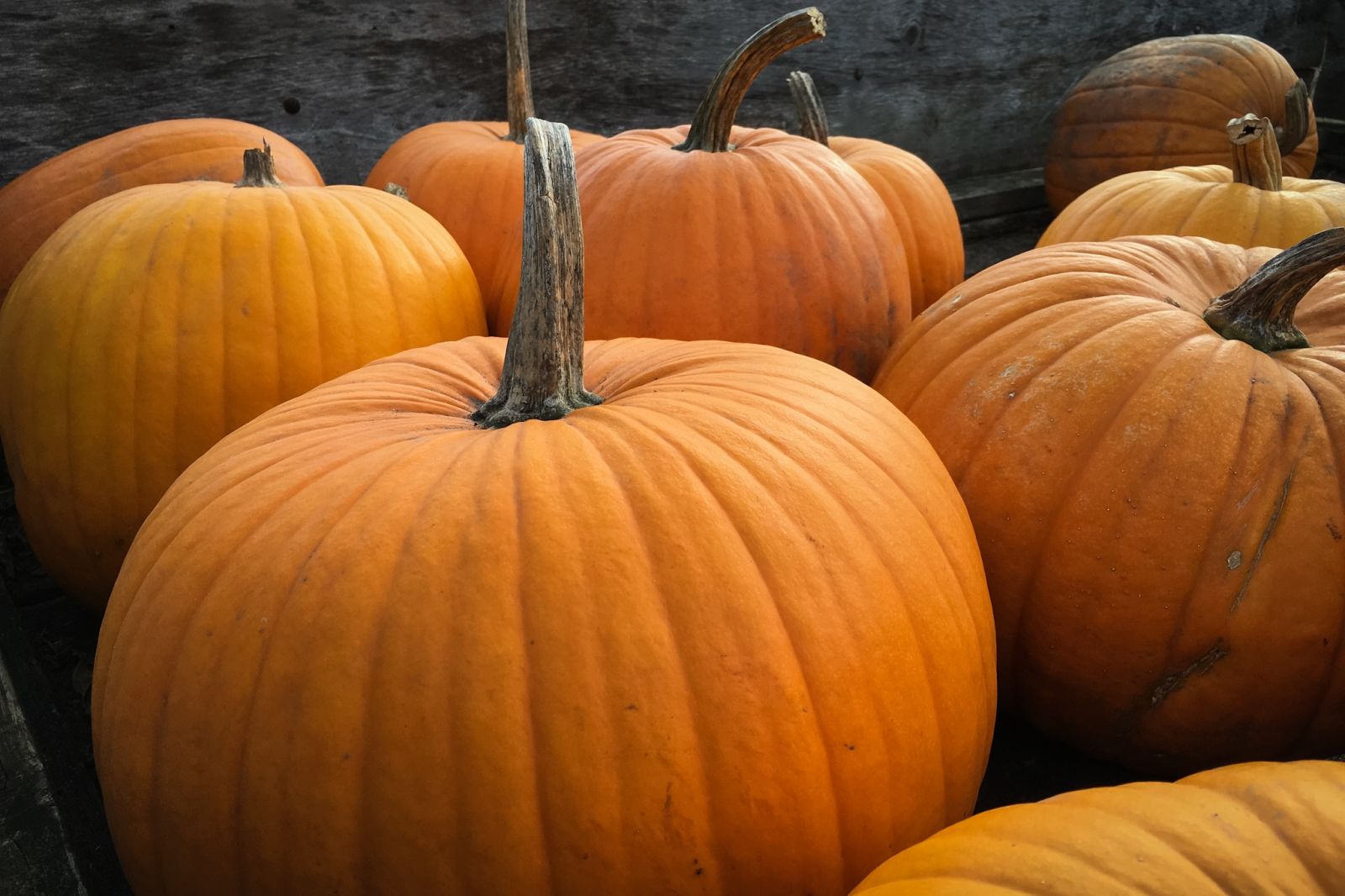 Oktoberfest in Zionsville at St. Alphonsus Church