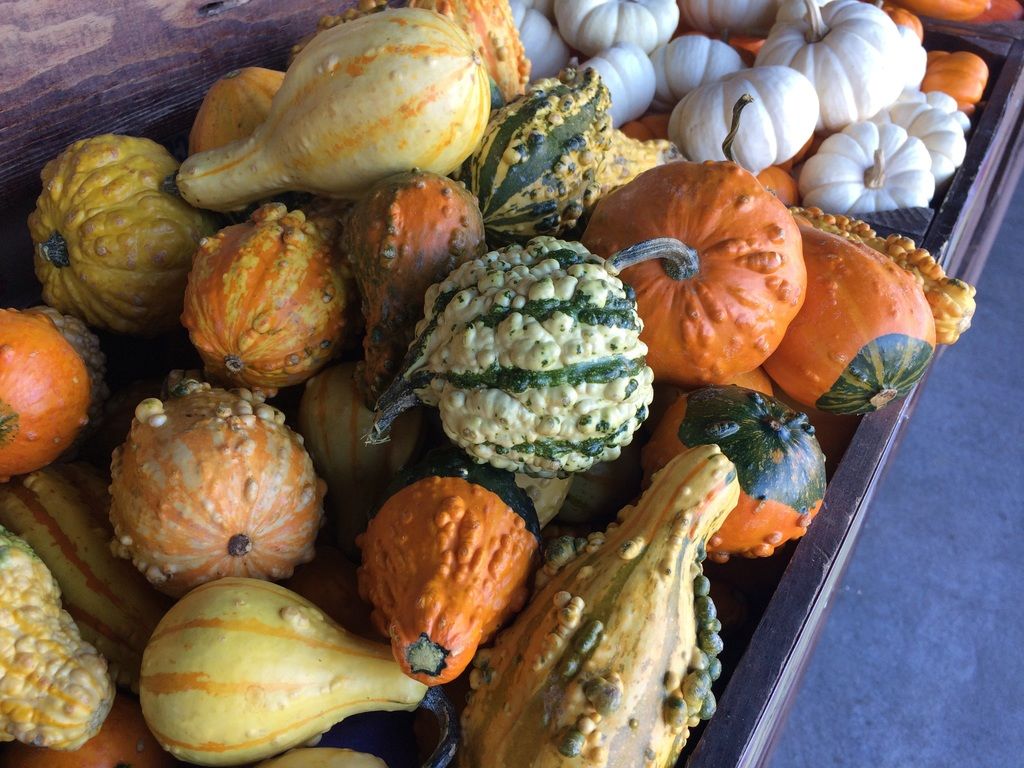 Lucky's Thanksgiving Giveaway - Enter to Win a $50 Gift ...