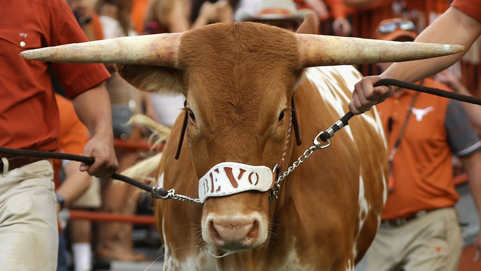 bevo-s-100th-anniversary-party-in-austin-at-university-co-op