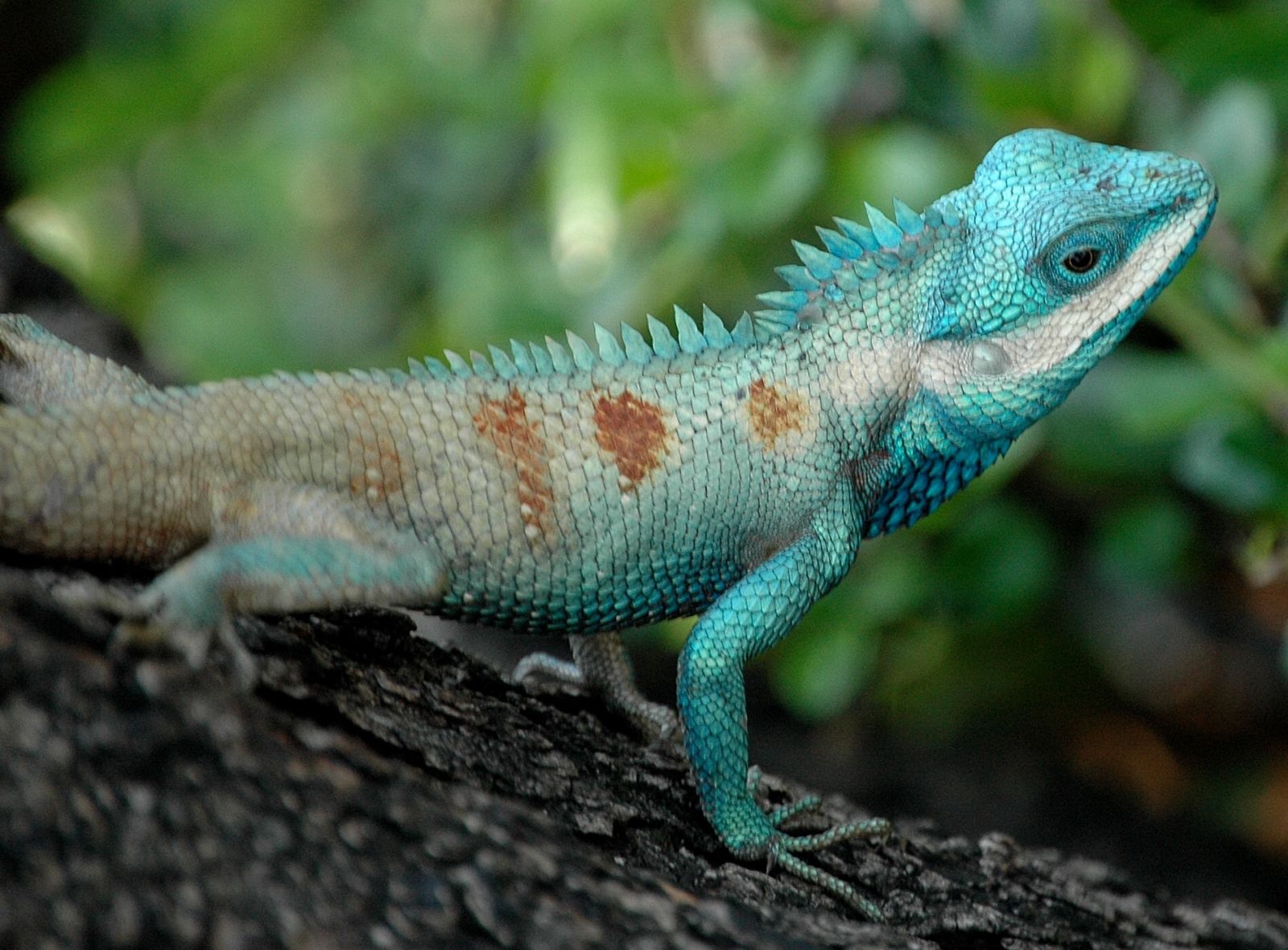 Midwest Reptile Show in Indianapolis at Indiana State