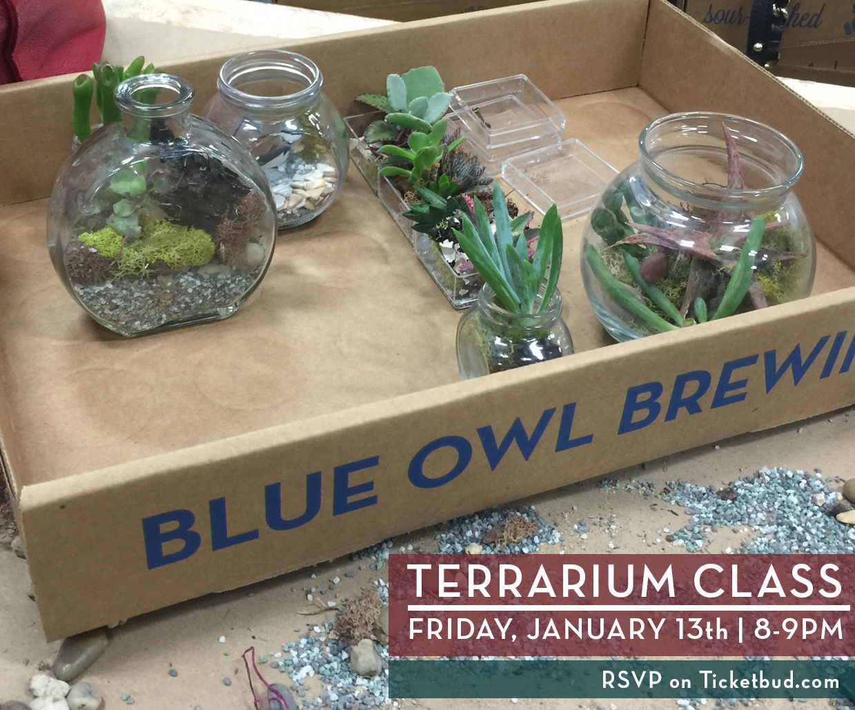 Terrarium Class in Austin at Blue Owl Brewing