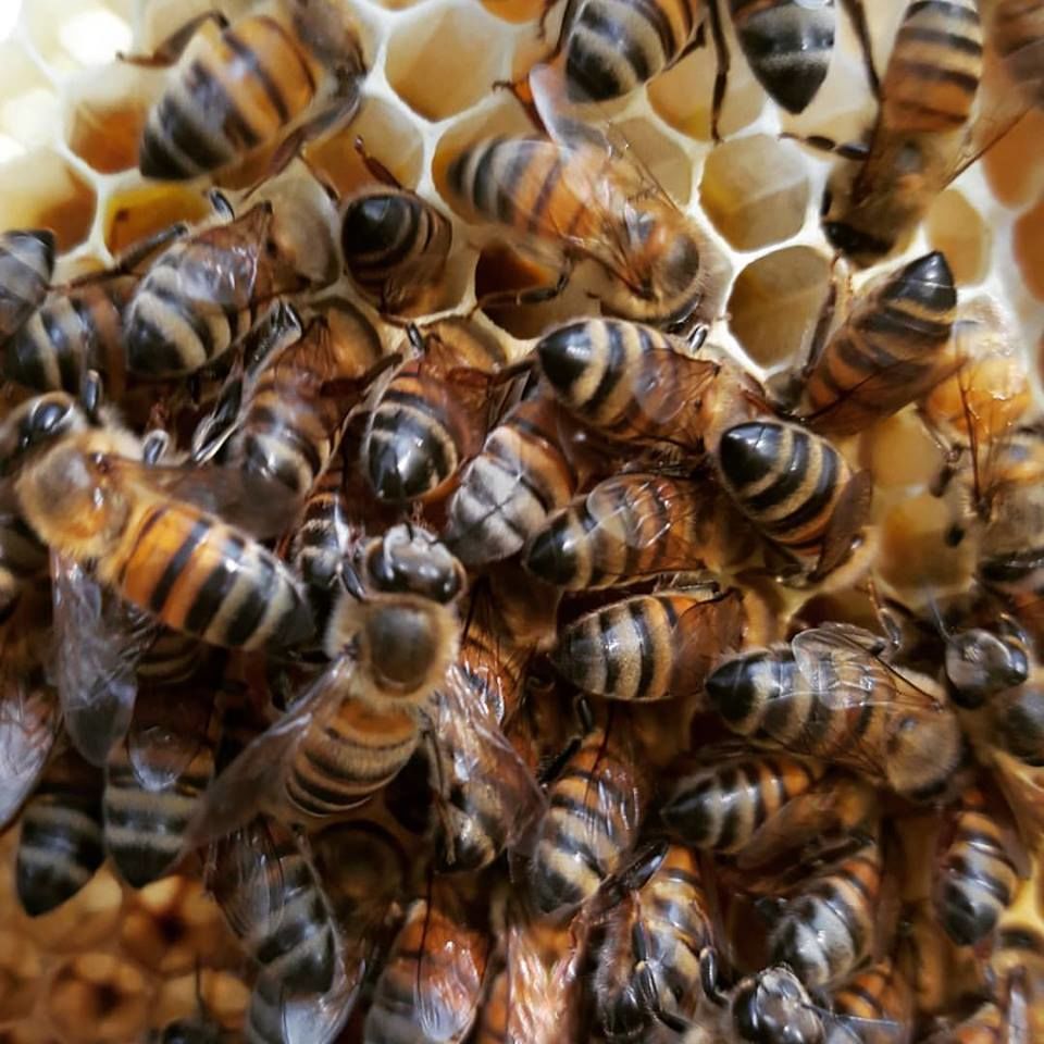 The Queen Bee & the Beehive Intro to Bees and Beekeeping in Austin
