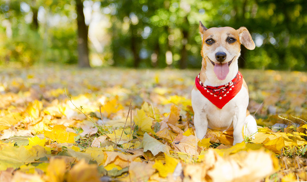 Bullets & Bandanas Dog Park Party in Indianapolis at Metazoa