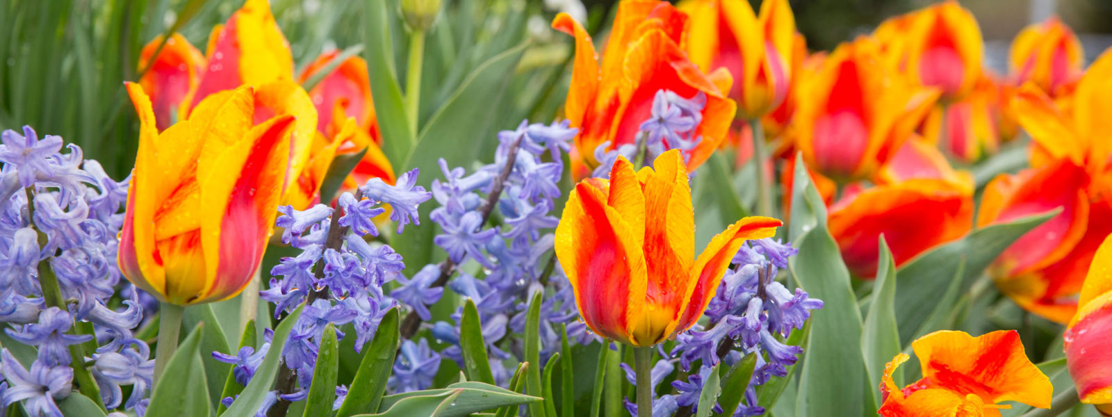 Spring Blooms in Indianapolis at Newfields