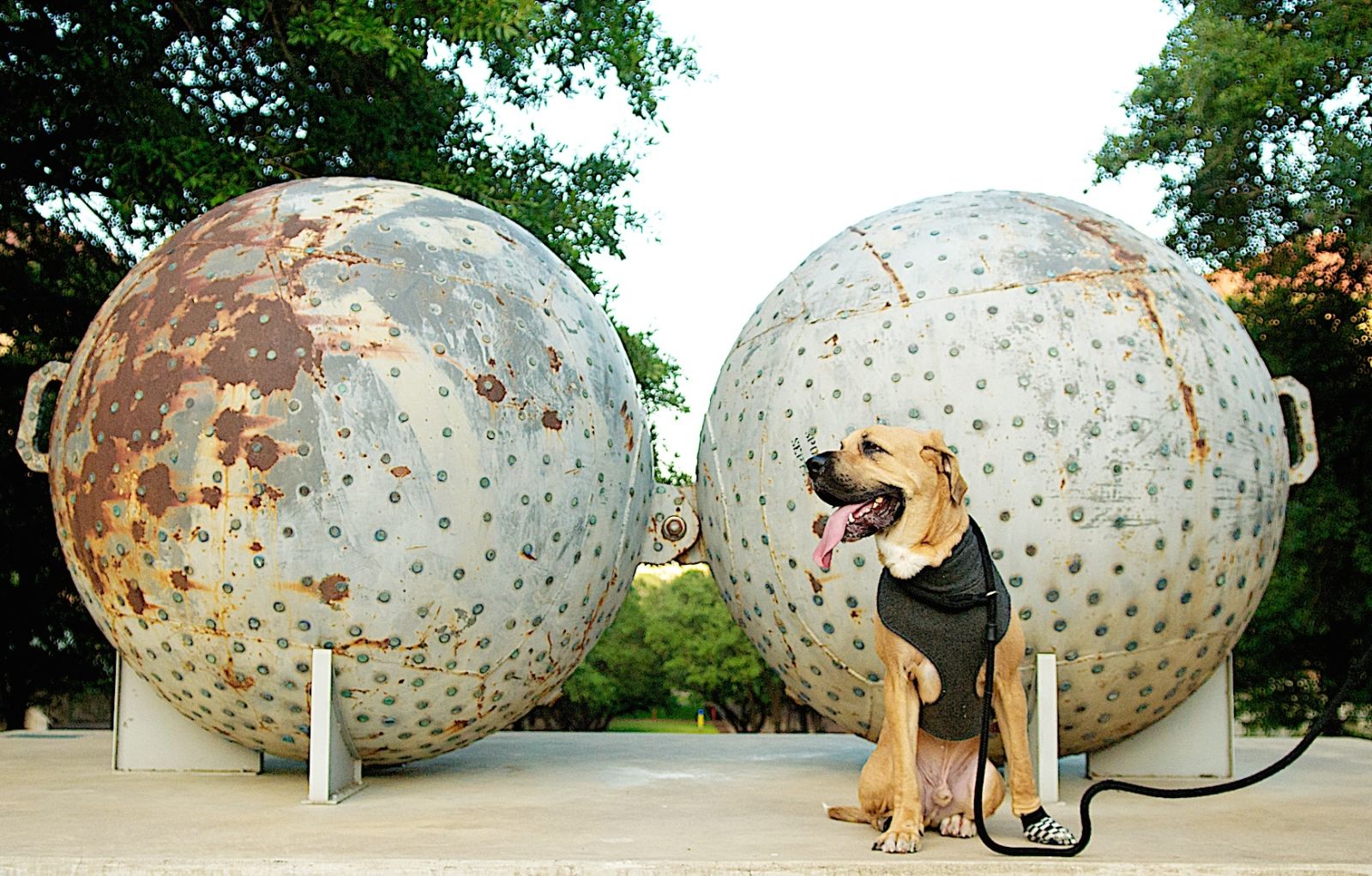 Public Art Dog Walk in Austin at Monochrome for Austin