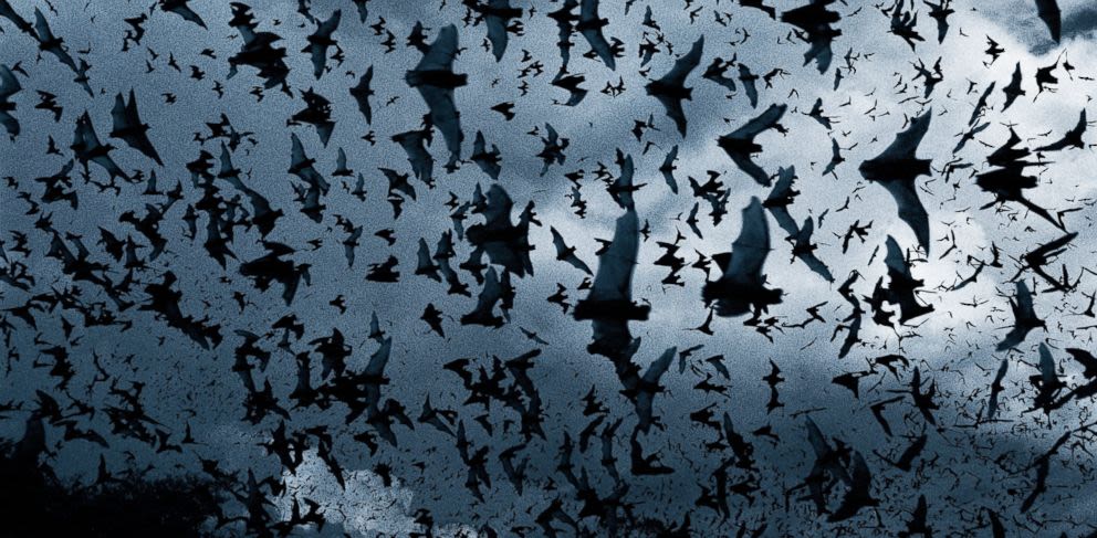 Double Halloween Bash In Nashville At Crow S Nest