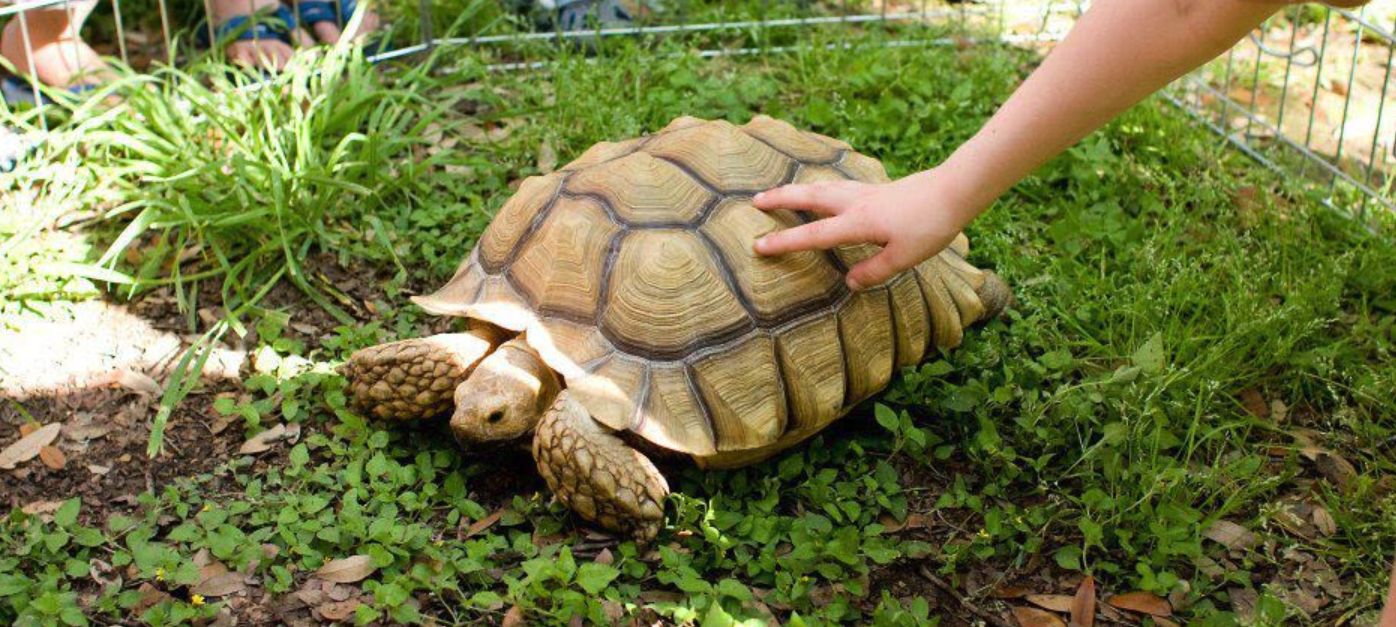 Austin Reptile Show in Austin at Mt Playmore