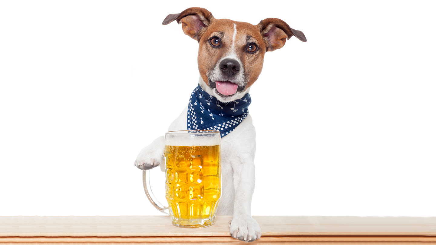 Puppies, Pies, and Pints in Indianapolis at Metazoa Brewing