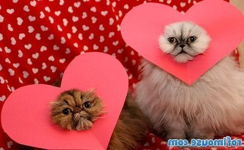 Valentine's Day in San Antonio