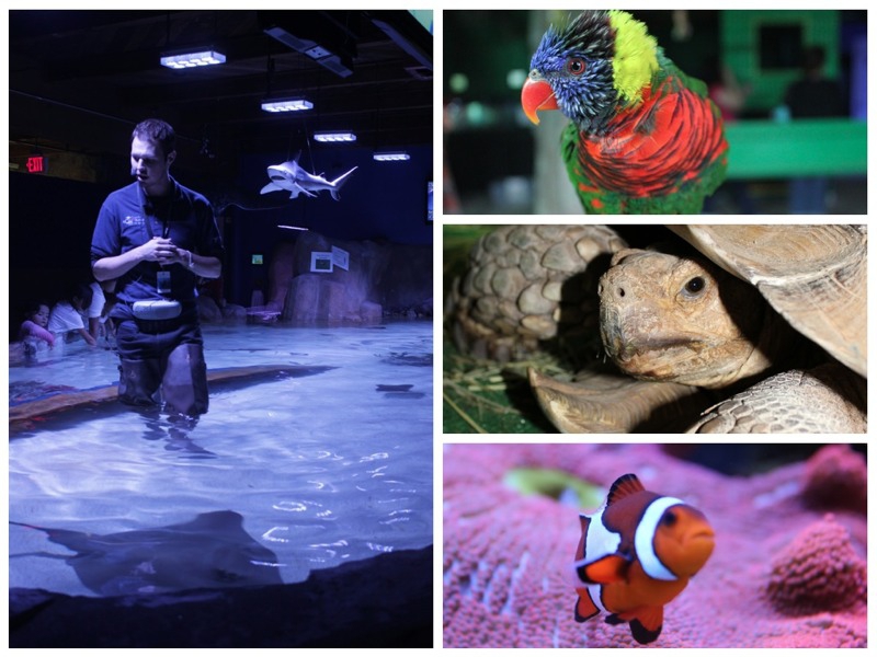 Austin Aquarium, Events in Austin on Do512