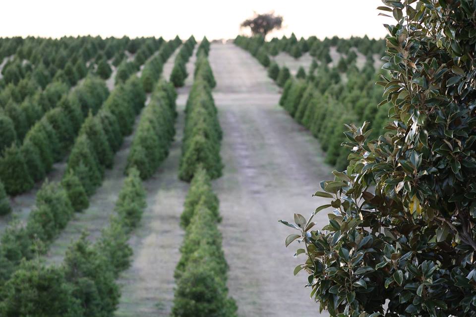 Elgin Christmas Tree Farm, Events in Elgin on Do512