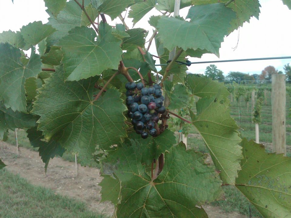 Hopwood Cellars Winery, Events in Zionsville on Do317