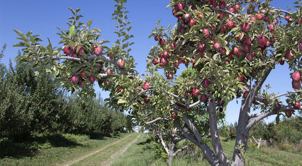 Apple Ridge Orchards, Events in Warwick on doNYC