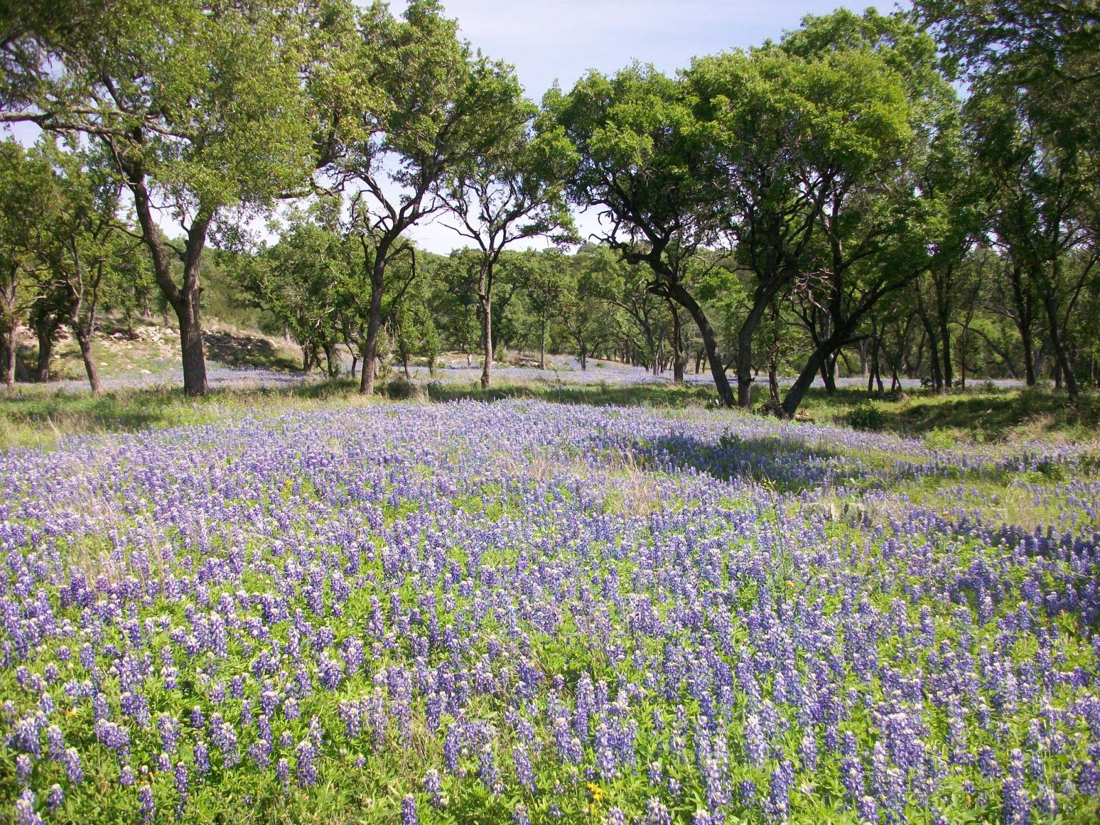 TX, Events in on Do512