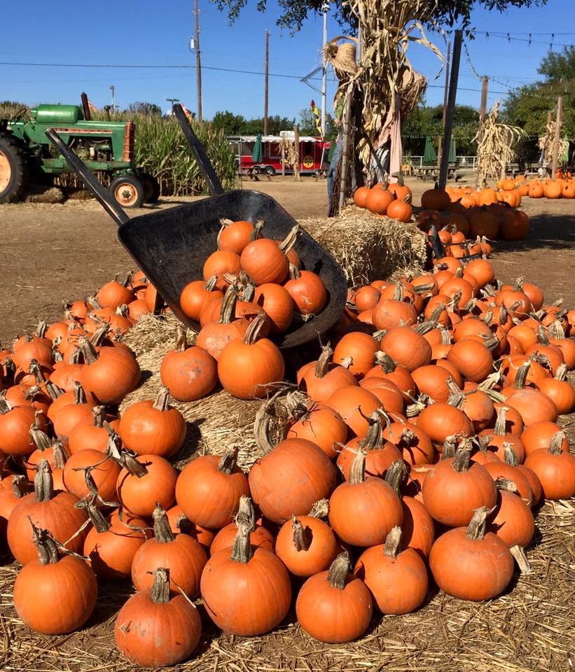 Hall�s Pumpkin Farm &amp; Corn Maze, Events in