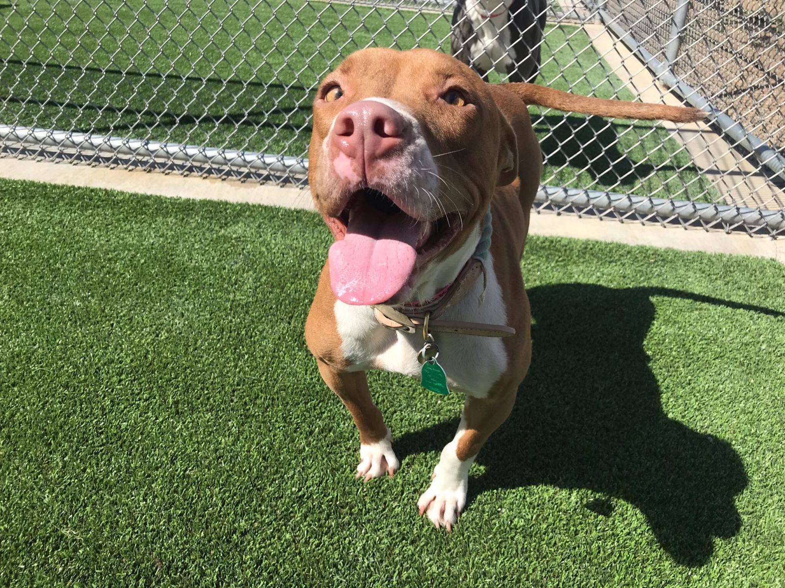 Prairie Paws Adoption Center, Events in Grand Prairie