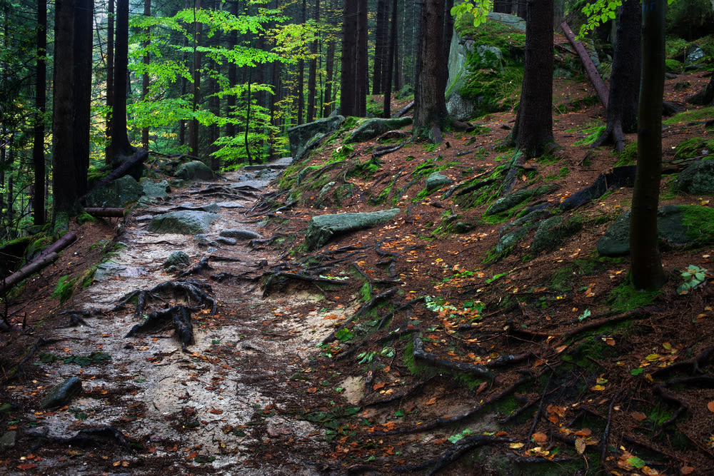 Ned Brown Forest Preserve (Busse Woods), Events in Elk