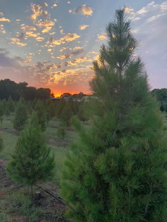 Pipe Creek Christmas Tree Farm, Events in Pipe Creek on