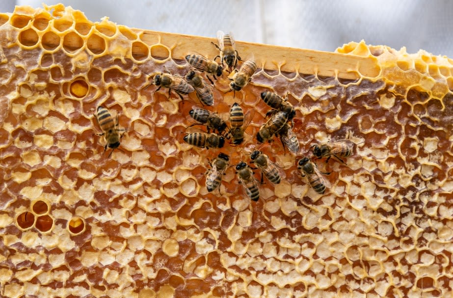 Honeytree Meadery, Events in Nashville on Do615